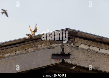 Kleine Eule (Athene noctua). Russland, Region Rjasan (Oblast Rjasanskaja) Stockfoto