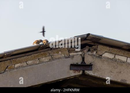 Kleine Eule (Athene noctua). Russland, Region Rjasan (Oblast Rjasanskaja) Stockfoto