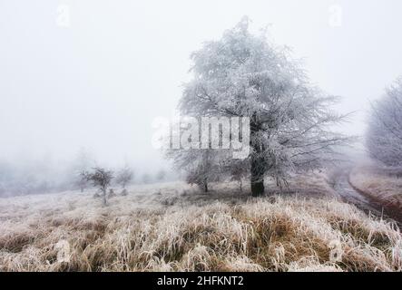 Winter Frost Wald mit Baum und Schnee Stockfoto