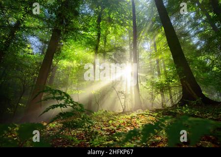 Wunderschöne Sonnenstrahlen, die durch den Nebel und grünes Laub in einer malerischen Waldlichtung leuchten Stockfoto