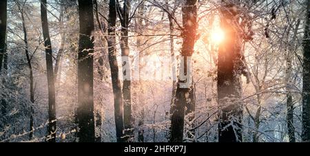 Verzauberte Winterszene mit den Sonnenstrahlen, die auf die schneebedeckten Bäume und Äste in einem Wald fallen und sie in pastellfarbenen warmen Farben malen Stockfoto