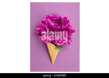 Große Pfingstrose in einer Waffel-Eisbecher auf violettem Hintergrund. Sommerkonzept Stockfoto