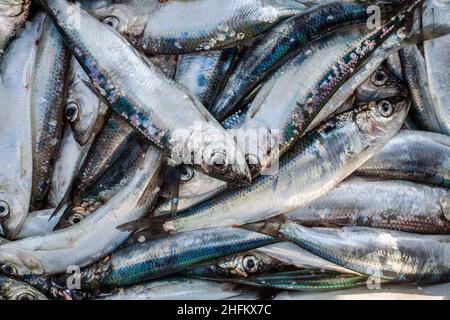 Heringe auf Eis auf dem schwedischen Fischmarkt, Nahaufnahme Stockfoto