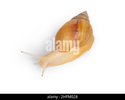 Draufsicht auf junge Archachatina marginata oder riesige westafrikanische Schnecke, die sich vorwärts bewegt. Augen nach oben. Isoliert auf weißem Hintergrund. Stockfoto
