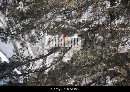 Schöner roter Kardinal auf Nadelbaum in der verschneiten Nachmittagsszene im Winter Stockfoto