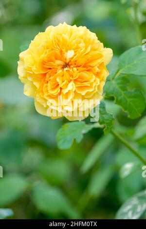 Rosa Leah Tutu = 'Hornavel', Rose 'Leah Tutu', Rosa 'Leah Tutu', benannt nach Desmond Tutus Frau, Floribunda-Strauchrose, mehrblättrige Blüten, golde Stockfoto