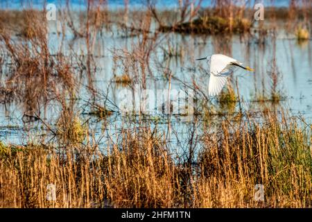 Ein kleiner Silberreiher, Egretta garzetta, fliegt über den Süßwassersumpf am Wild Ken Hill am Ostufer des Wash. Stockfoto