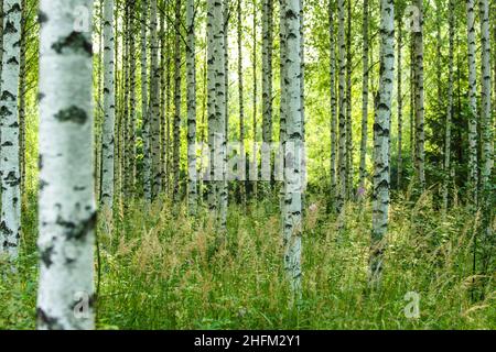 Der schöne nordische Birkenwald mit frischem, grünem Gras und Blättern. Das Detail von vielen schwarzen und weißen Stämmen während des sonnigen Sommertages. Stockfoto