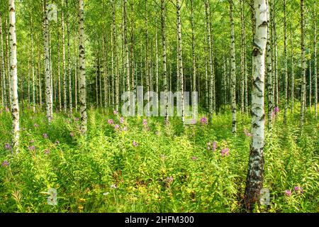 Der schöne nordische Birkenwald mit frischem, grünem Gras und Blättern. Das Detail von vielen schwarzen und weißen Stämmen während des sonnigen Sommertages. Stockfoto