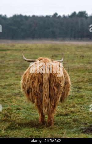 Blick auf langhaarige schottische Hochlandrinder von hinten Stockfoto