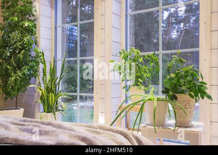 Biophilia-Design, biophile Innenausstattung, Sansevieria und Zimmerpflanzen auf der Fensterbank eines Holzhauses im skandinavischen Stil Stockfoto