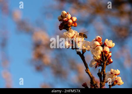 Biene von der Seite dahinter sitzt auf einer Kirschblüte und sammelt Nektar. Das Insekt hat Nektar an seinen Beinen, wird von der untergehenden Sonne beleuchtet. Das Weiß Stockfoto