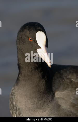 Nahaufnahme eines Rußes im Bushy Park, London Stockfoto