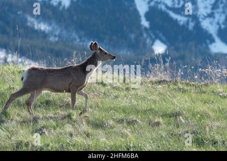Mule Deer, Wallowa Valley, Oregon. Stockfoto