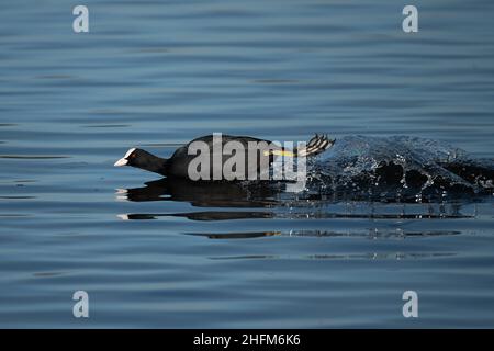 Schwimmen im Bushy Park, London Stockfoto