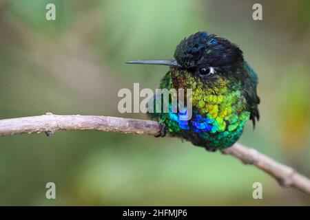 Feurig-kehliger Kolibri, der auf einem Ast thront. San Gerardo de Dota, Costa Rica. Stockfoto