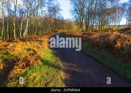 Am Rande eines Waldes von Silberbirken am Froggat Edge schlängelt sich ein schlammiger Fußweg zu einem geschlossenen Holztor Stockfoto