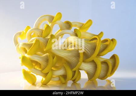 Gelbe Austernpilze isoliert auf weißem Hintergrund, Pleurotus citrinopileatus, frisch und roh Stockfoto