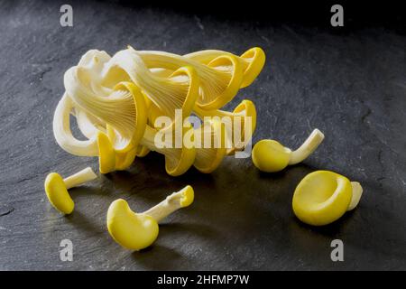 Gelbe Austernpilze isoliert auf schwarzem slater-Hintergrund, Pleurotus citrinopileatus, frisch und roh Stockfoto