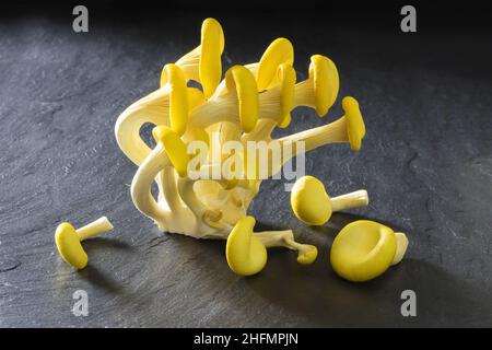 Gelbe Austernpilze isoliert auf schwarzem slater-Hintergrund, Pleurotus citrinopileatus, frisch und roh Stockfoto