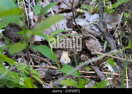 Morchella, die wahre Morchellen, ist eine Gattung von essbaren Beutelpilzen eng verwandt mit anatomisch einfacher ... Morelpilze. Hochwertige Fotos Stockfoto