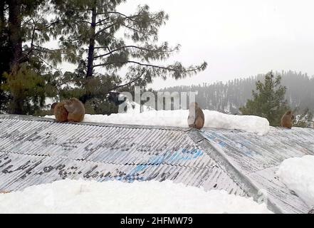 Eine Affenpackung, die während der Wintersaison im Gebiet Toheed Abad in Abbottabad auf Schnee herumstreift, um Nahrung zu suchen, während die Schneedecke während des Schneefalls bedeckt ist, am Montag, den 17. Januar 2022. Stockfoto