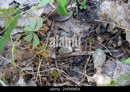 Morchella, die wahre Morchellen, ist eine Gattung von essbaren Beutelpilzen eng verwandt mit anatomisch einfacher ... Morelpilze. Hochwertige Fotos Stockfoto