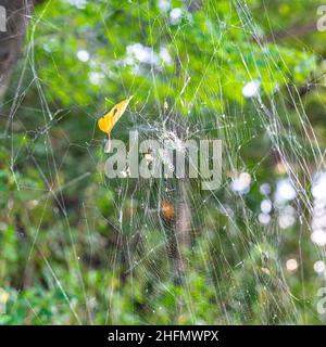 Eine Nahaufnahme einer großen japanischen joro-Spinne, auch bekannt als Wahrsagerspinne, im Netz. Stockfoto