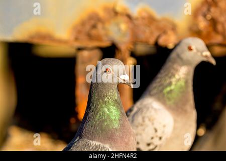 Tauben im Sonnenlicht Stockfoto