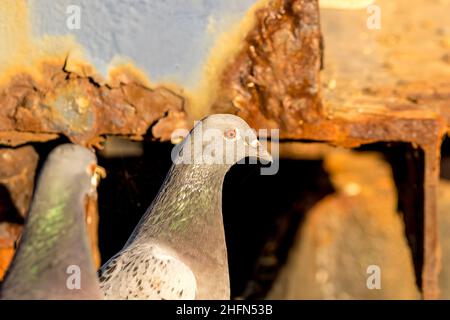 Tauben im Sonnenlicht Stockfoto