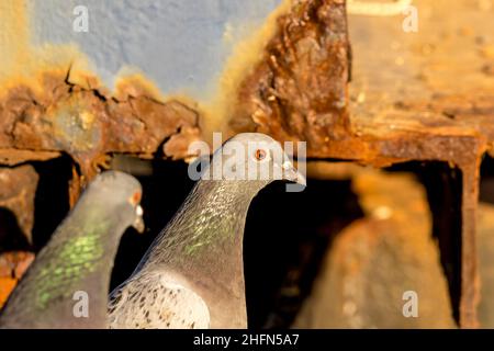 Tauben im Sonnenlicht Stockfoto