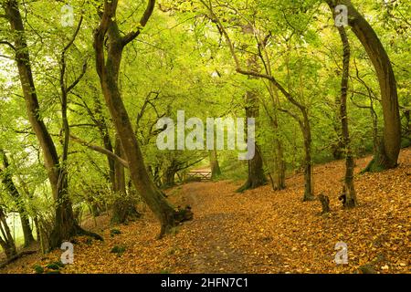 Herbst im King's Wood, einem alten Laubwald in der Mendip Hills National Landscape, Somerset, England. Stockfoto