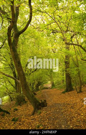 Herbst im King's Wood, einem alten Laubwald in der Mendip Hills National Landscape, Somerset, England. Stockfoto