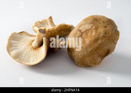 Austernpilz Nahaufnahme auf weißem Hintergrund, essbare Pilze Stockfoto