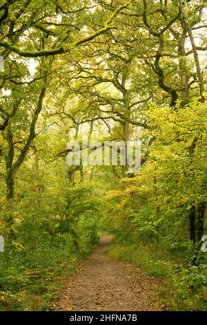 Herbst im King's Wood, einem alten Laubwald in der Mendip Hills National Landscape, Somerset, England. Stockfoto