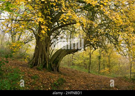 Kleinblättrige Linde (Tilia cordata) in King's Wood, einem alten Laubwald in der Mendip Hills National Landscape, Somerset, England. Stockfoto