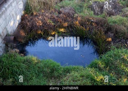 Verschmutzung im Fluss in der Ukraine in der Stadt Sumy. Ein verrosteter Metallkrüll, aus dem Regenwasser in einen Fluss abfließt. Fluss mit Gras überwuchert Stockfoto