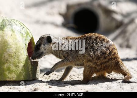 Cecilia Fabiano/LaPresse August 13 , 2020 Rome (Italy) News: Im Zoo von Rom werden Tiere mit gefrorenen Früchten und Proteinen gefüttert, um die hohe Temperatur im Bild zu bekämpfen: Erdmännchen essen Wassermelone Stockfoto