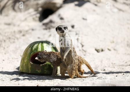 Cecilia Fabiano/LaPresse August 13 , 2020 Rome (Italy) News: Im Zoo von Rom werden Tiere mit gefrorenen Früchten und Proteinen gefüttert, um die hohe Temperatur im Bild zu bekämpfen: Erdmännchen essen Wassermelone Stockfoto