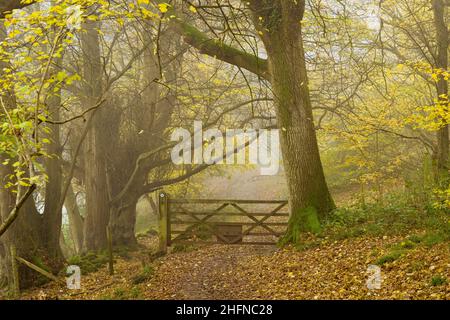 Herbst im King's Wood, einem alten Laubwald in der Mendip Hills National Landscape, Somerset, England. Stockfoto