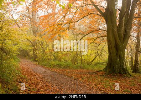 Herbst im King's Wood, einem alten Laubwald in der Mendip Hills National Landscape, Somerset, England. Stockfoto