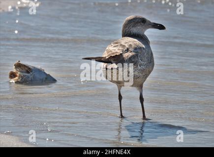 Florida Möwe knabbert an einem toten Fisch am Strand Stockfoto