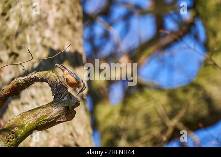 Der eurasische Nuthatch oder Holznuthatch, Sitta europae, ist ein kleiner Singvögel Kurzschwanzvögel mit einem langen Schnabel, blaugrauen Oberteilen und einem schwarzen Stockfoto