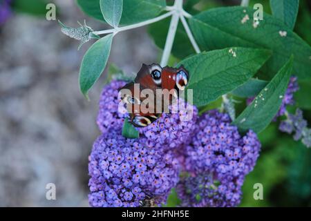 Aglais io, der europäische Pfau, der allgemein als Pfauenschmetterling bekannt ist, ernährt sich an einem sonnigen Tag am Sommerflieder, Schmetterlingsbusch oder Buddleja davidii. Stockfoto