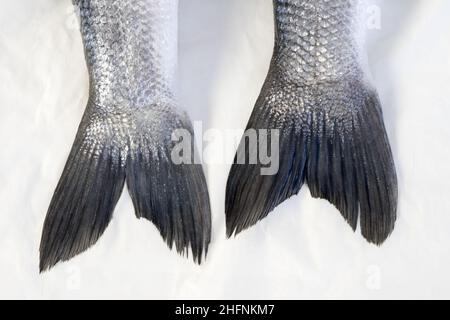 Seebrasse frische Fischschwänze aus der Nähe, isoliert auf weiß, funkelt von Silber Stockfoto
