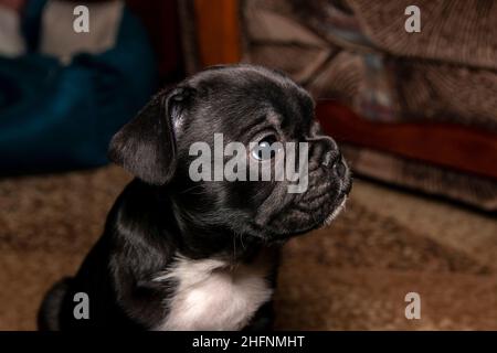 Lustige zwei Monate alte französische Bulldogge in schwarzer Farbe mit weißer Brust. Nahaufnahme im Hochformat. Stockfoto