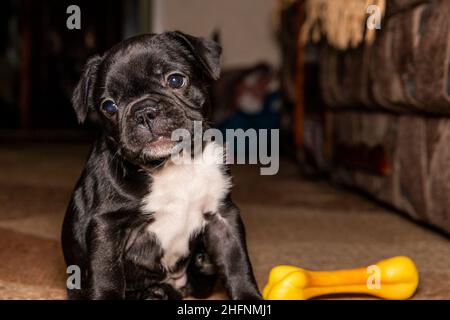 Eine lustige 2 Monate alte schwarze französische Bulldogge mit einer weißen Brust sitzt neben einem Spielzeug in Form eines Knochens. Nahaufnahme im Hochformat. Stockfoto