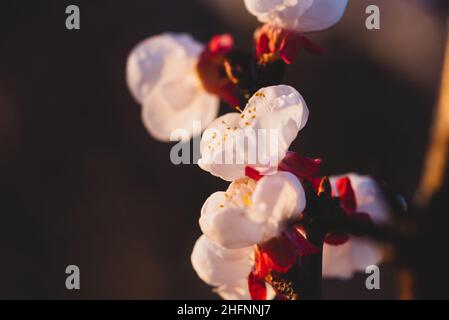 Nahaufnahme von weißen und roten Aprikosenblüten, die von der Sonne beleuchtet werden. Die gelben Blütenstiele leuchten im Sonnenlicht. Dunkler Hintergrund. Foto geeignet als Stockfoto