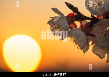 Nahaufnahme von weißen roten Fruchtblüten mit vielen Stistillen gegen untergehende Sonne im Hintergrund. Die Sonne auf der linken Seite des Bildes mit dem launischen Orang Stockfoto