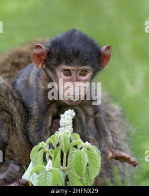 Baby olivfarbener Pavian (Papio anubis), der eine Blume im Ngorongoro Krater, Tansania, Afrika, verkostet Stockfoto